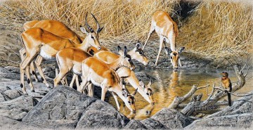 boire des impalas Peinture à l'huile